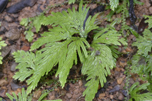 Selaginella firmuloides    